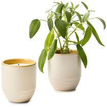 Modern Sprout Golden Moments/Sage Garden Vibes Candle/Planter