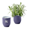 Modern Sprout Violet Hour/Lavender Garden Vibes Candle/Planter