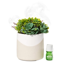 Lifelines Two Toned Succulent Plant Diffuser